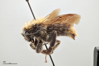 Media type: image;   Entomology 803570 Aspect: habitus lateral view